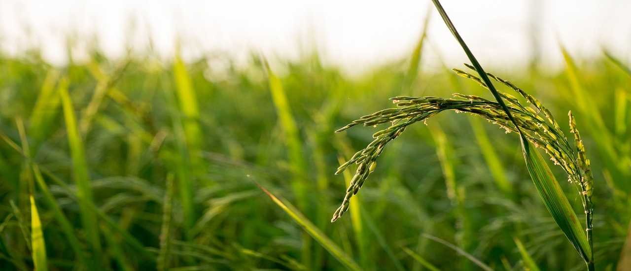 rice-g8444c272d_1280 (2)